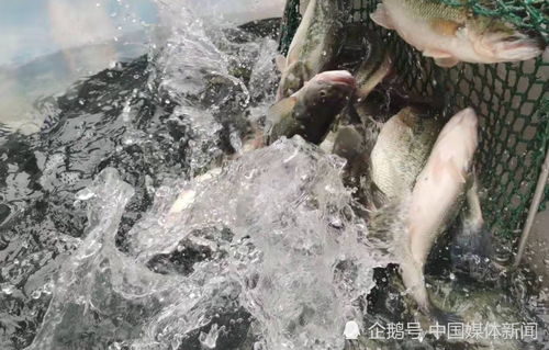 鱼价格飙升 谁是最终受益者