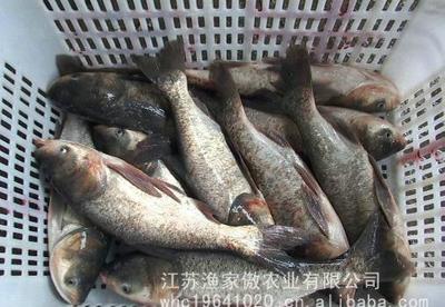 【大量鲢鱼 无公害 淡水鱼 欢迎订购】价格_厂家_图片