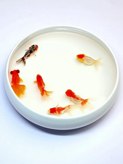 淡水鱼分类中红草鱼与锦鲤同属鲤科但非食用种