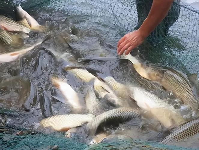 回顾:黄河每天冲鱼入海,大部分淡水鱼在海里都活不了,它们去哪了?